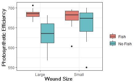 Fig 5. Photosynthetic efficiency of healed tissue as a function of wound size colored by fish presence. Note that there is a large fish effect on the large wound treatment that isn’t seen on the small wound treatment.